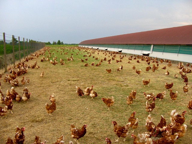 Cavriana AllevamentoGallineSpazzini