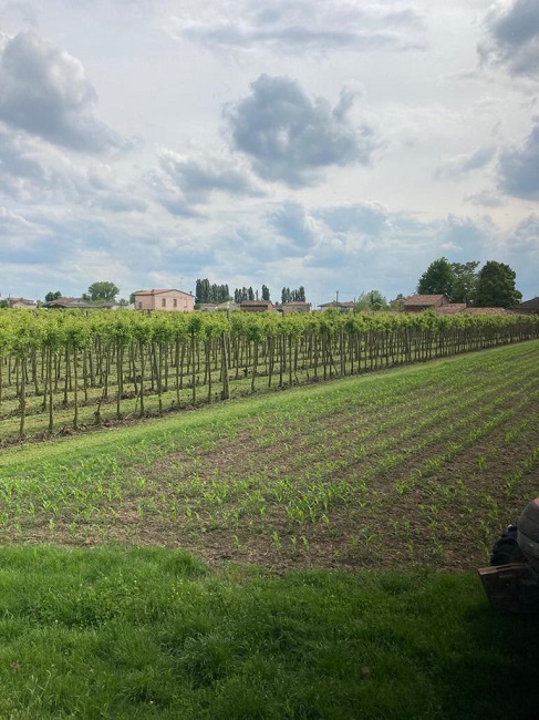 BorgoCarbonara Agricoltura CampiPere1