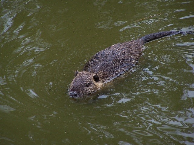 Nutria1