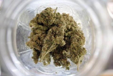 Droga Marijuana5