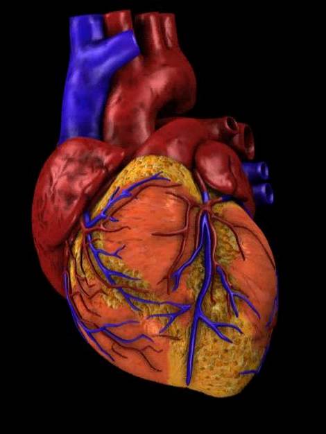 CorpoUmano Cuore3