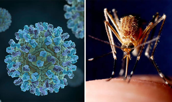 Virus WestNile2
