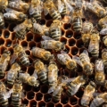 Giornata api, Sos miele anche a Mantova con pioggia e sbalzi termici