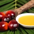 Sostenibilità , in Italia il 95% dell'olio di palma è certificato sostenibile Sostenibilità , in Italia il 95% dell'olio di palma è certificato sostenibile