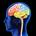 Ricerca, troppo lavoro cambia il cervello Ricerca, troppo lavoro cambia il cervello