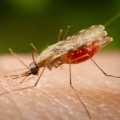 Zanzara della malaria, scoperta in Italia dopo oltre 50 anni