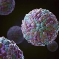 Virus Dengue, ricerca italiana: 'Serve forte sorveglianza genomica e tracciare i casi'