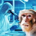 Vaiolo delle scimmie, primo caso sospetto di contagio da uomo a cane